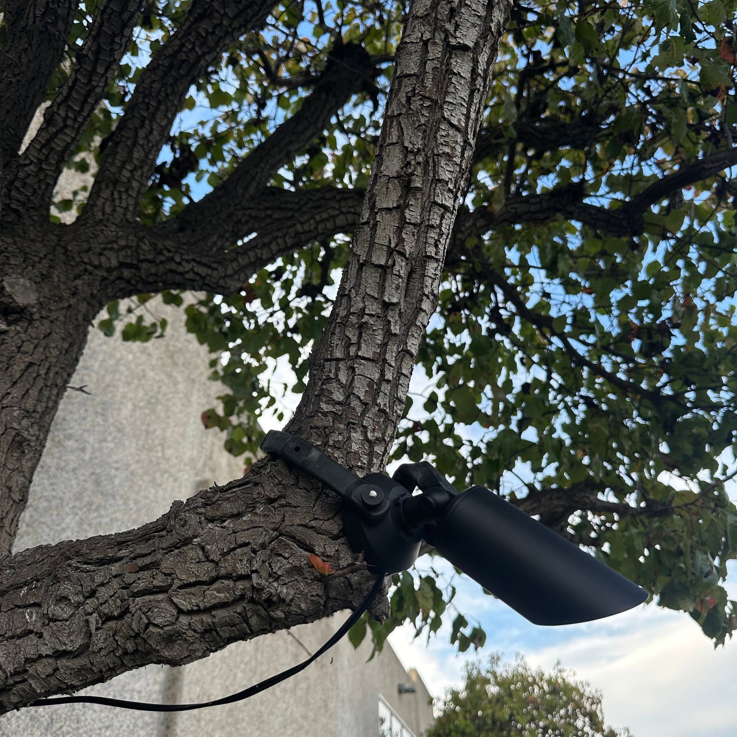 Stelvio Black Brass Down Light